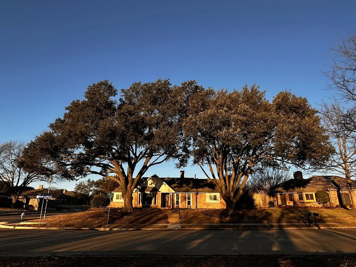 Established residential canopy tree shading a home in Richburg